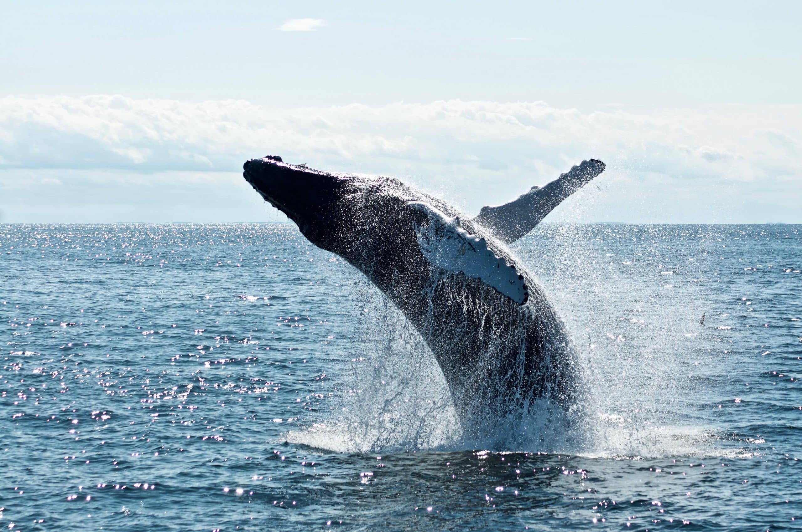 où voir des baleines à la Réunion ?